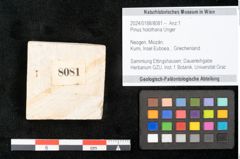 Foto (Objekt + Etikett) von Pinus holothana Unger (NHMW-GEO-2024-0188-8081)